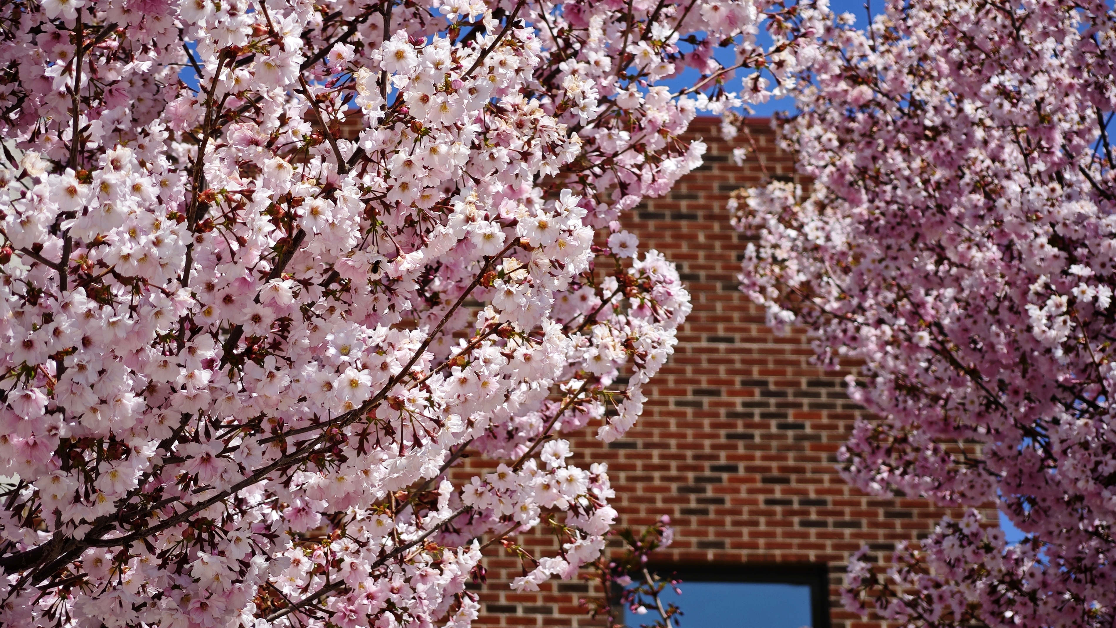 普渡的春天相当热烈